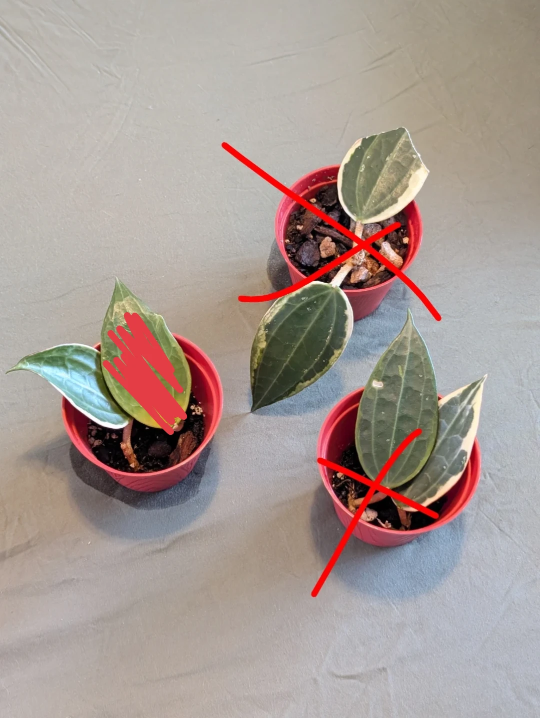 Hoya plants - photo 2