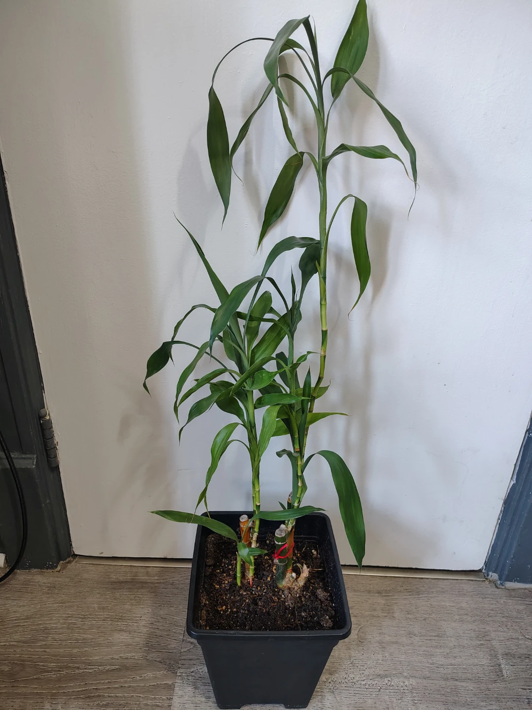 Lucky Bamboo Plant in Black Pot
