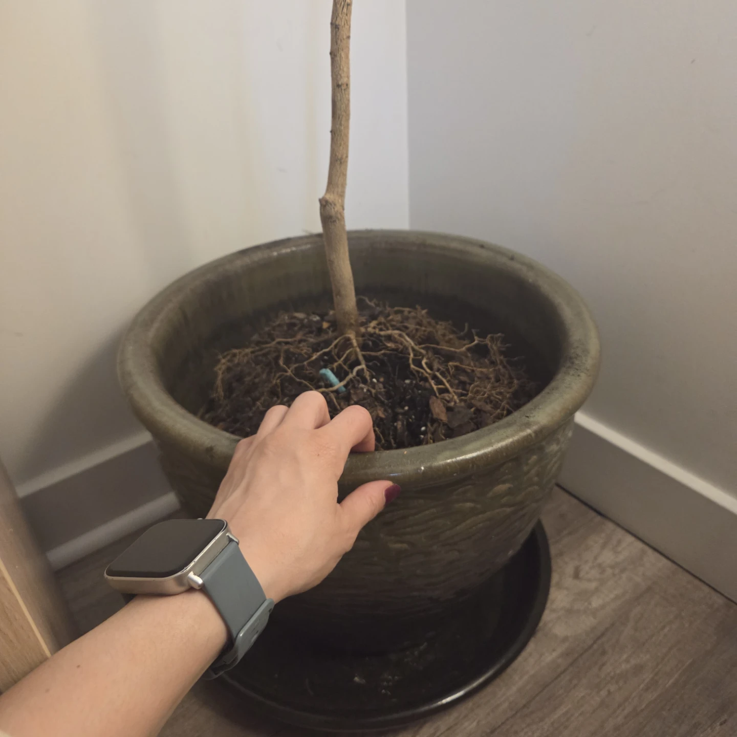 Ceramic pot