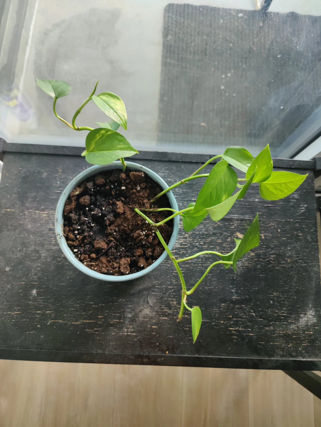 Pothos Plant in Blue Diamond Pattern Pot
