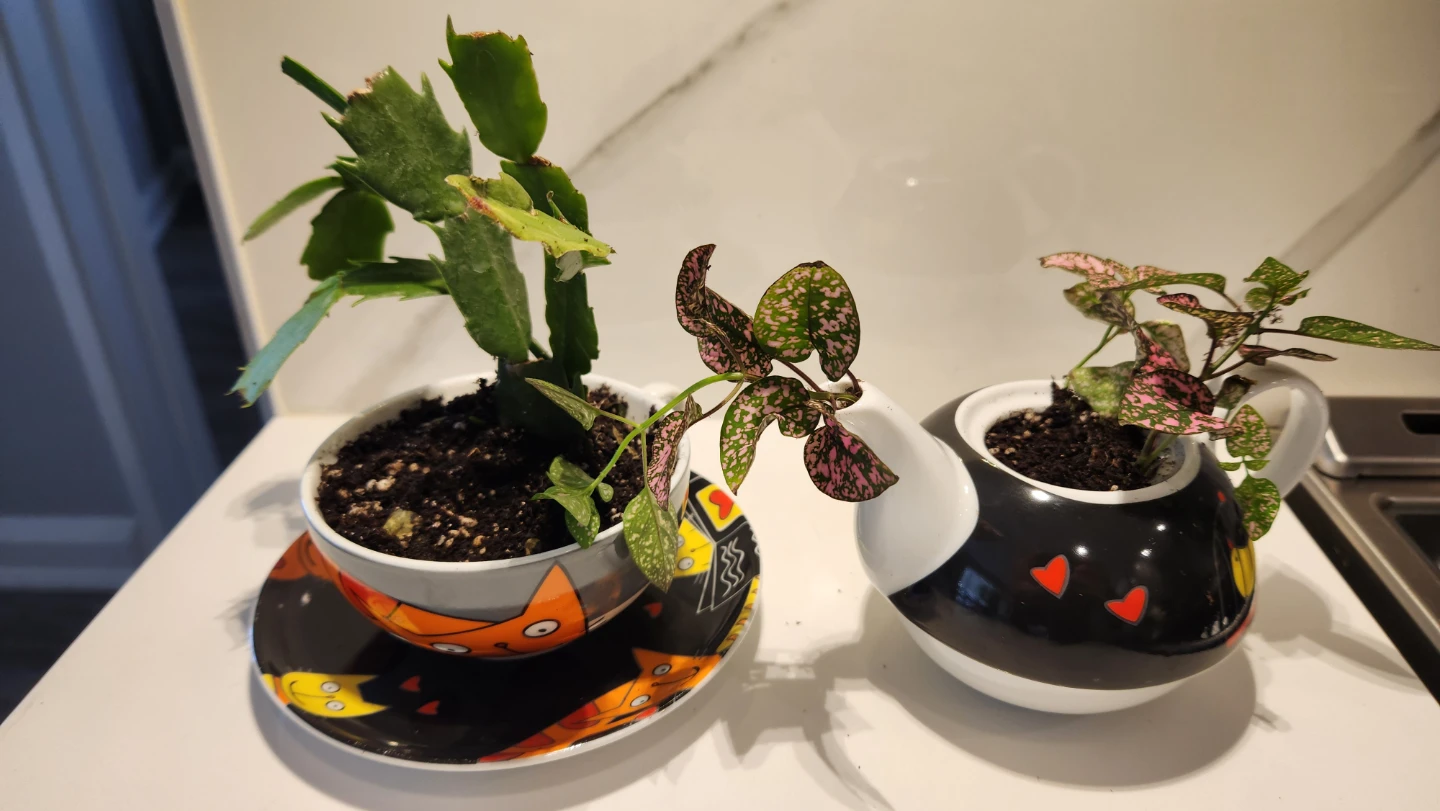 Upcycled cat tea set planter with plants