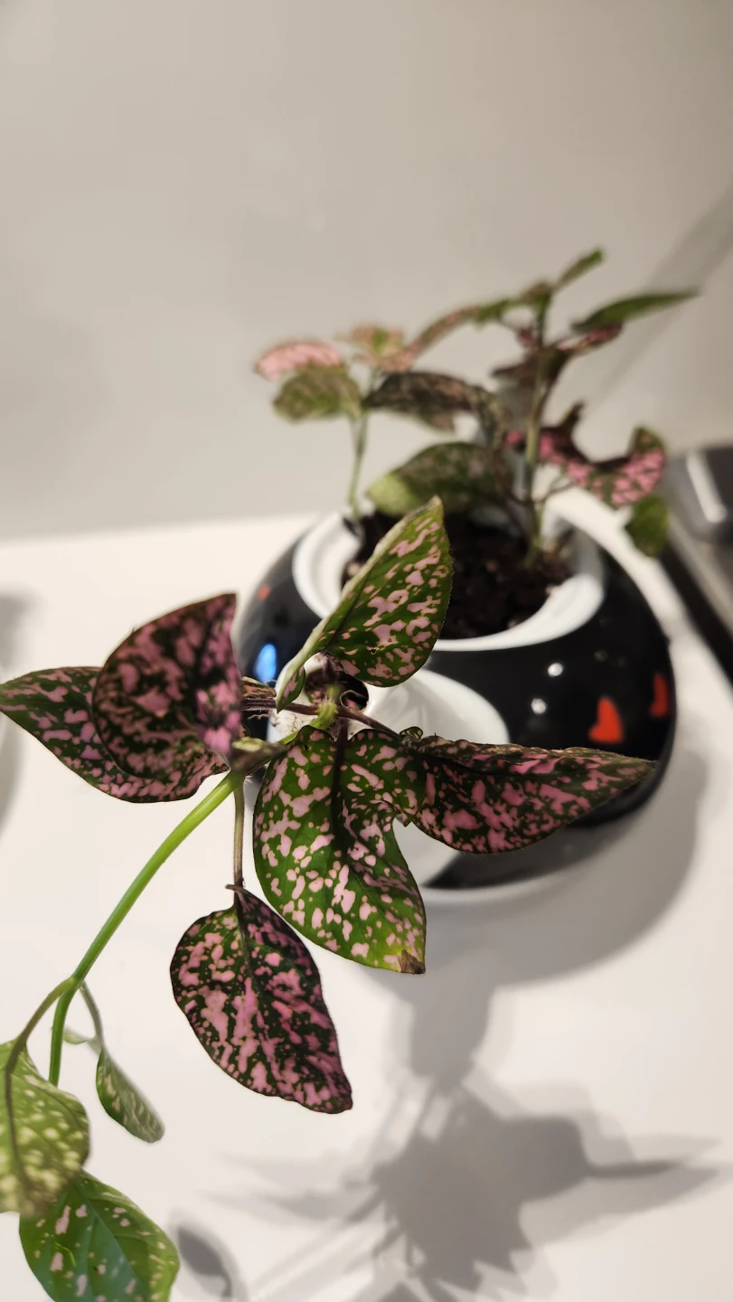 Upcycled cat tea set planter with plants - photo 5