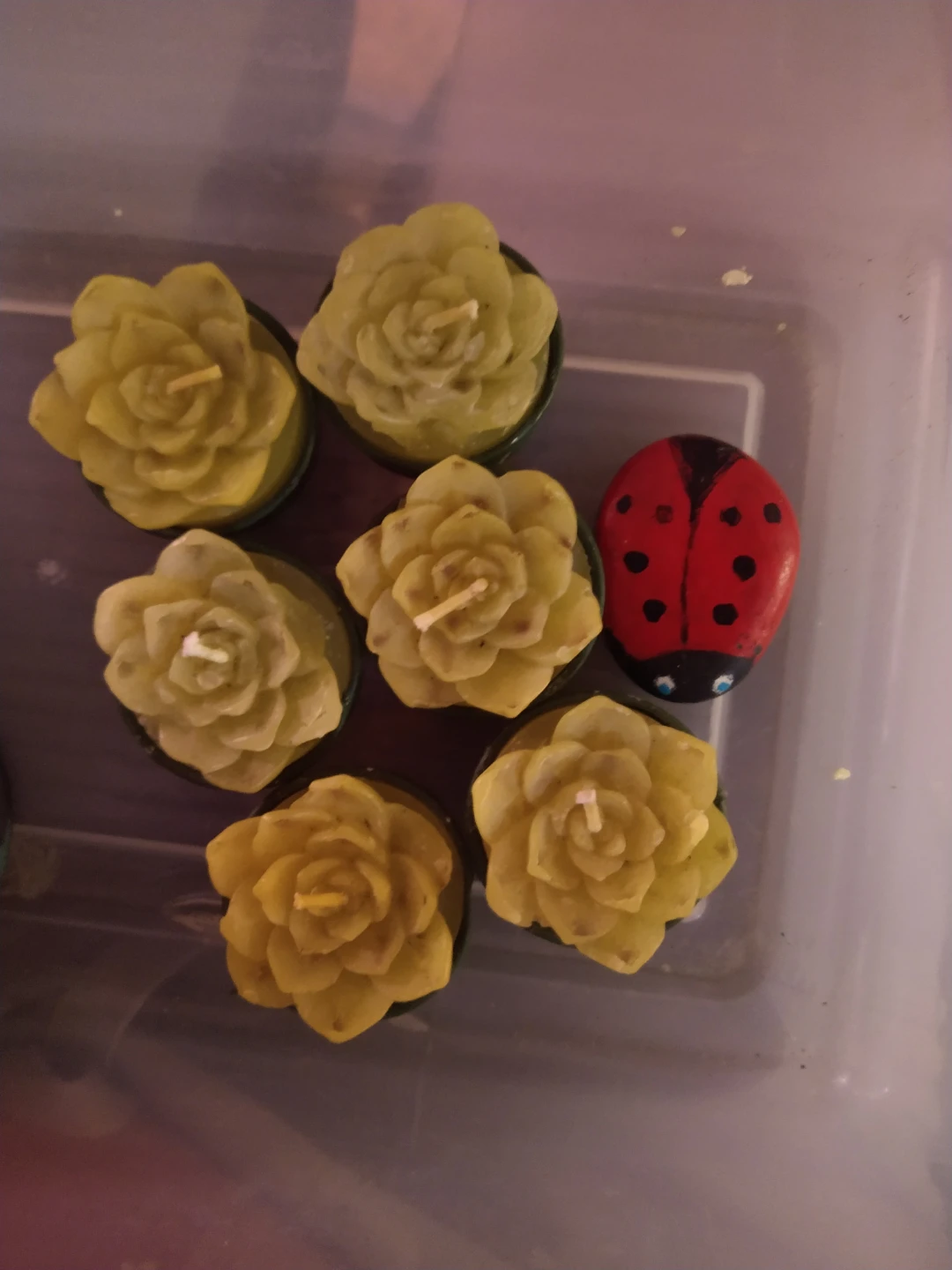 6 succulent tea light Candles