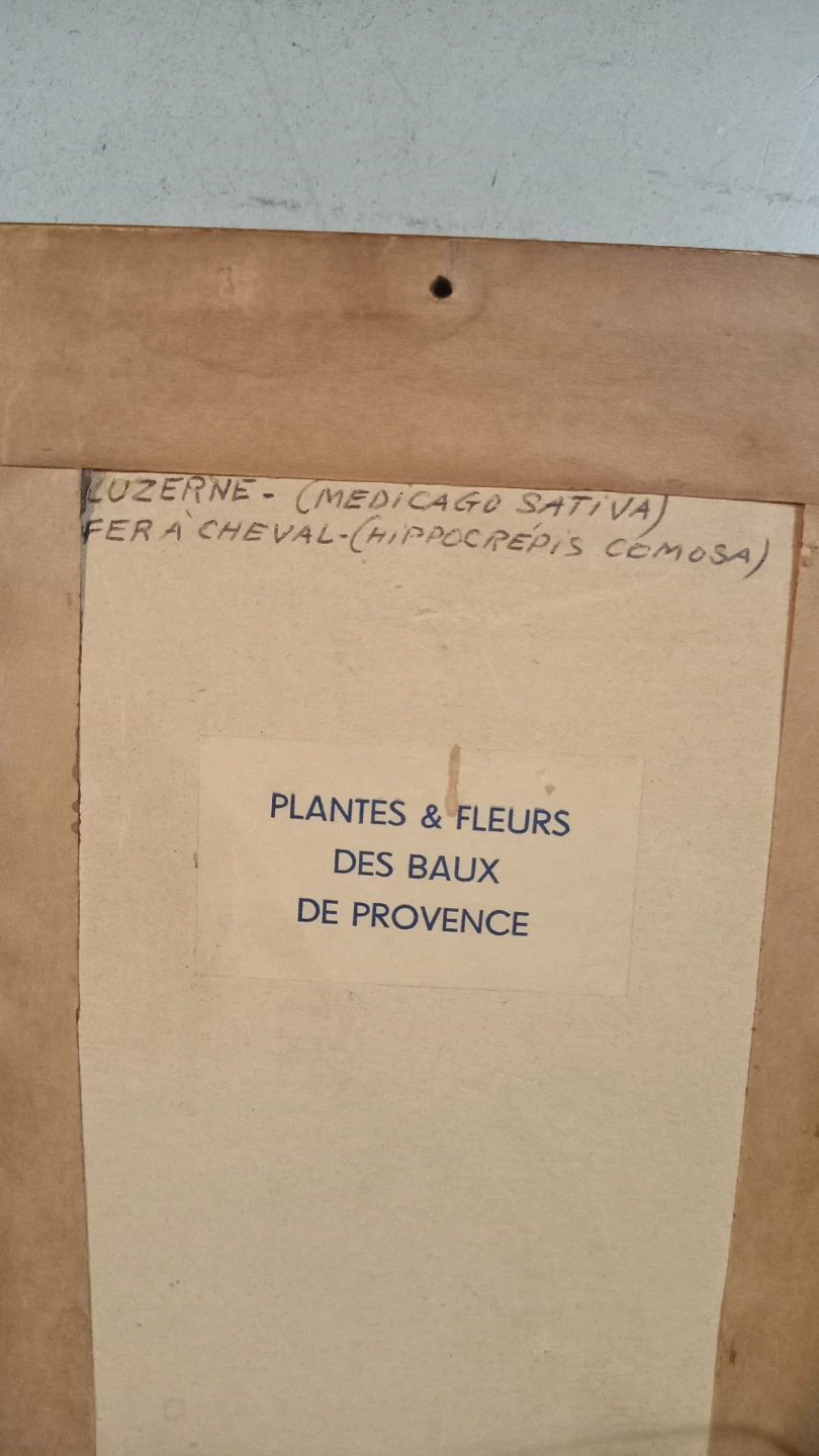 French botanical pressed flower  collection - photo 2