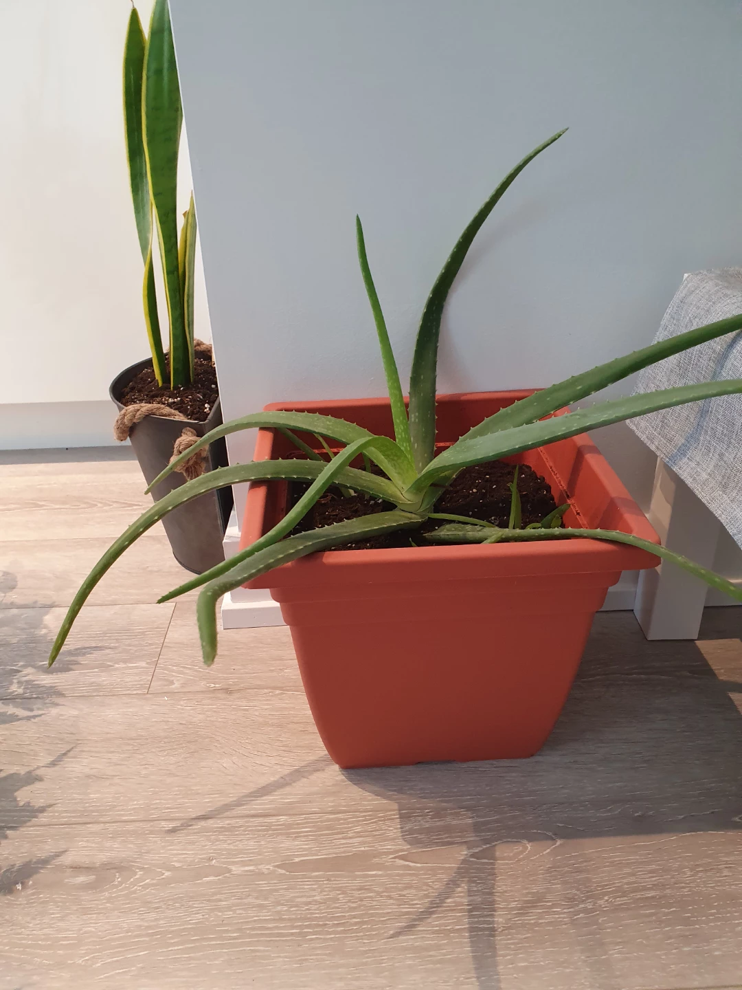 Aloe Vera Plant in Terracotta Pot