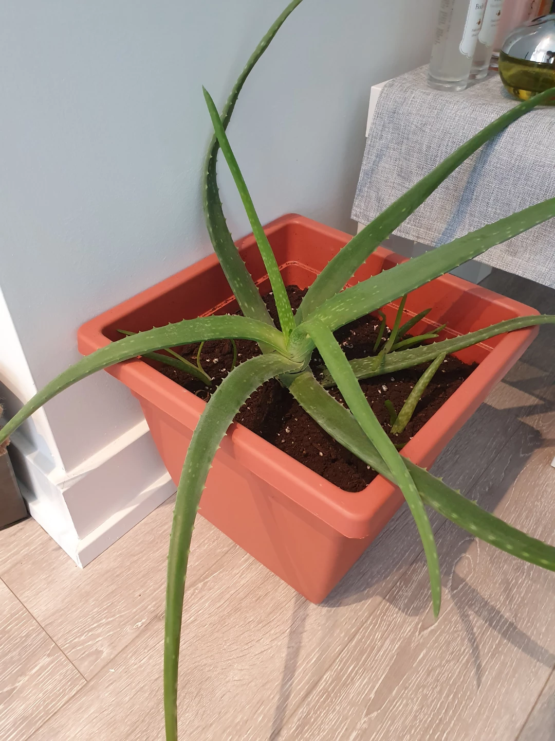Aloe Vera Plant in Terracotta Pot - photo 2