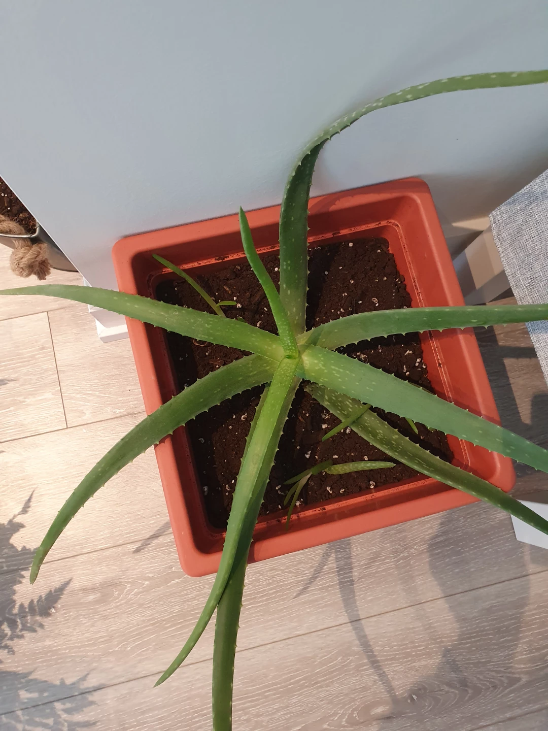 Aloe Vera Plant in Terracotta Pot - photo 3