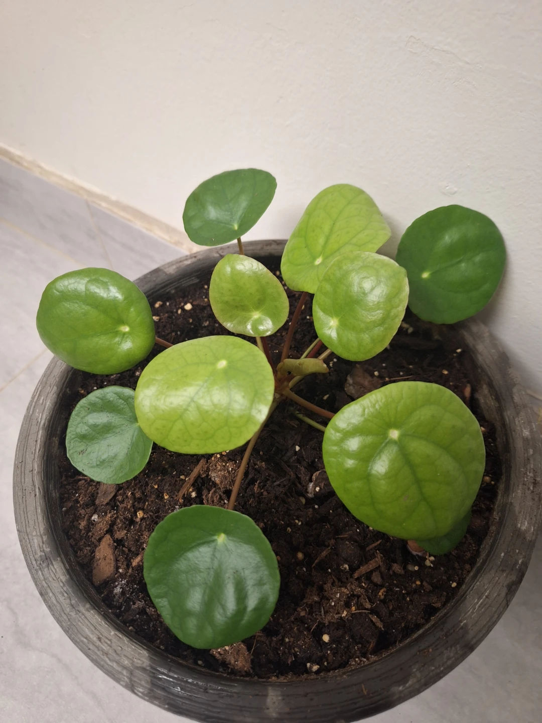 Pilea Peperomioides (Chinese Money Plant)