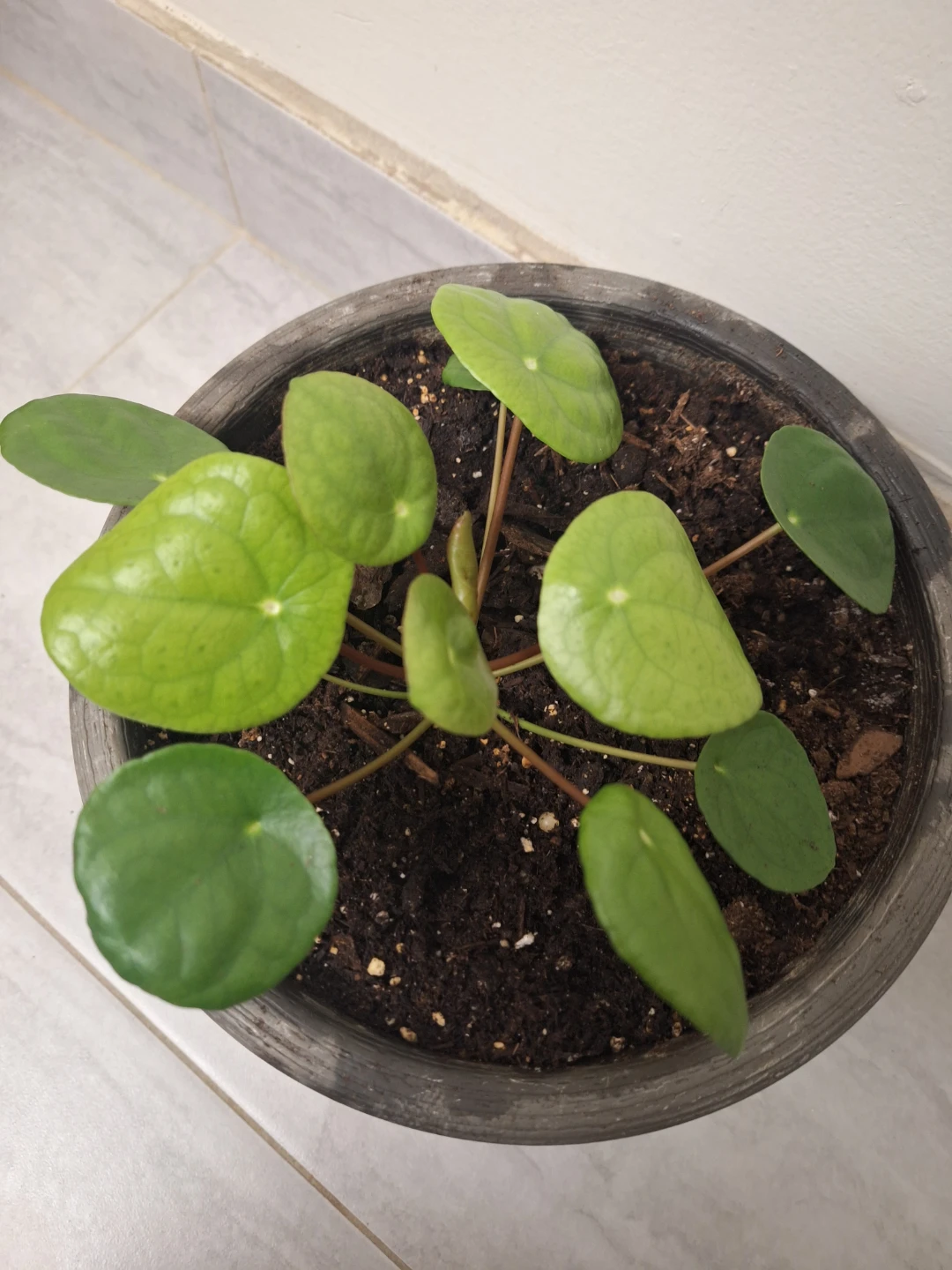 Pilea Peperomioides (Chinese Money Plant) - photo 2