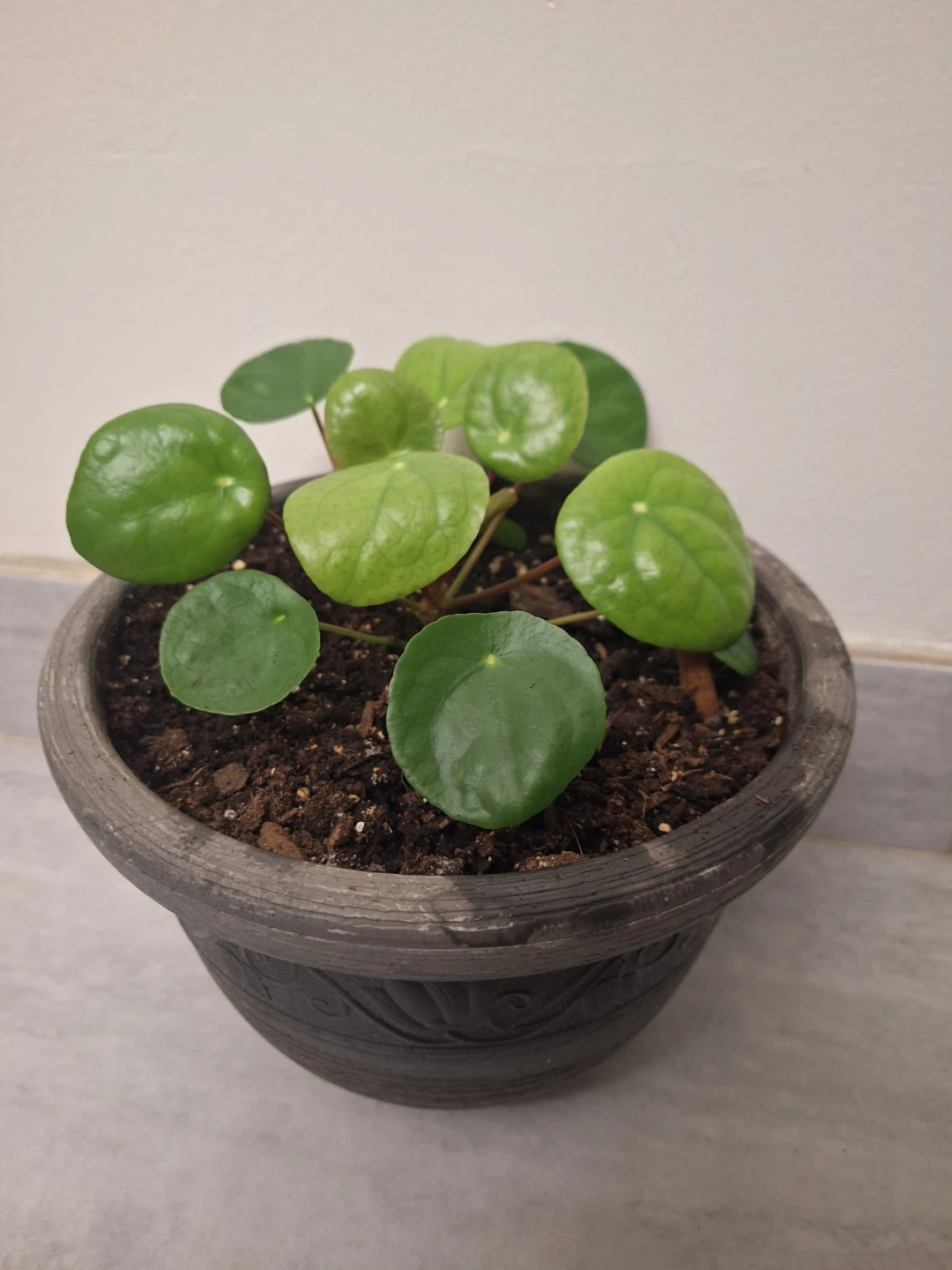 Pilea Peperomioides (Chinese Money Plant) - photo 3