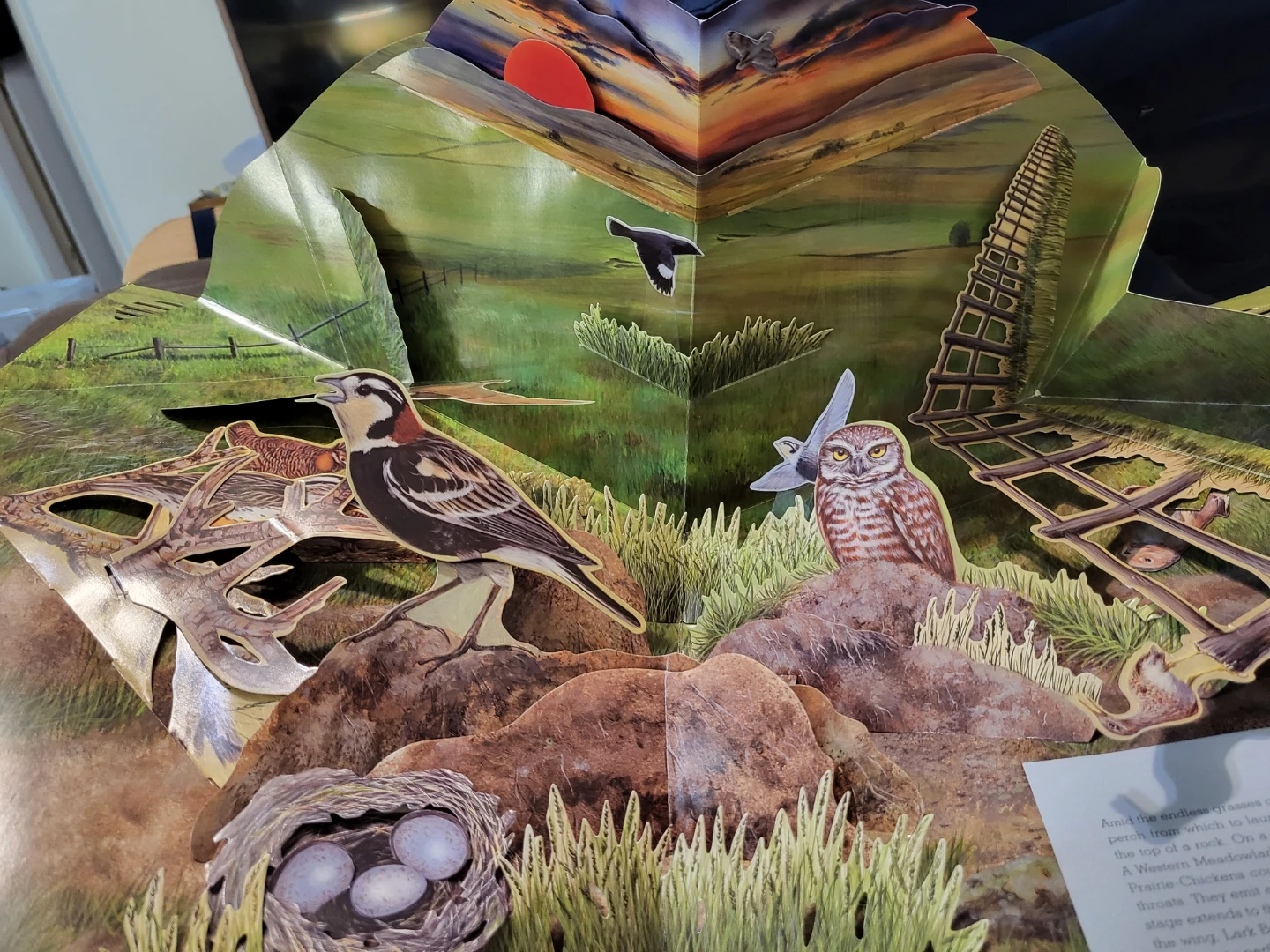 A Pop-Up Celebration of Bird Songs in Stereo Sound Book - photo 2
