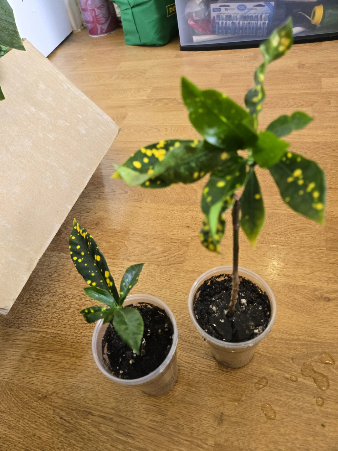 Croton Plants (Set of 2) ✨️🪴FREE