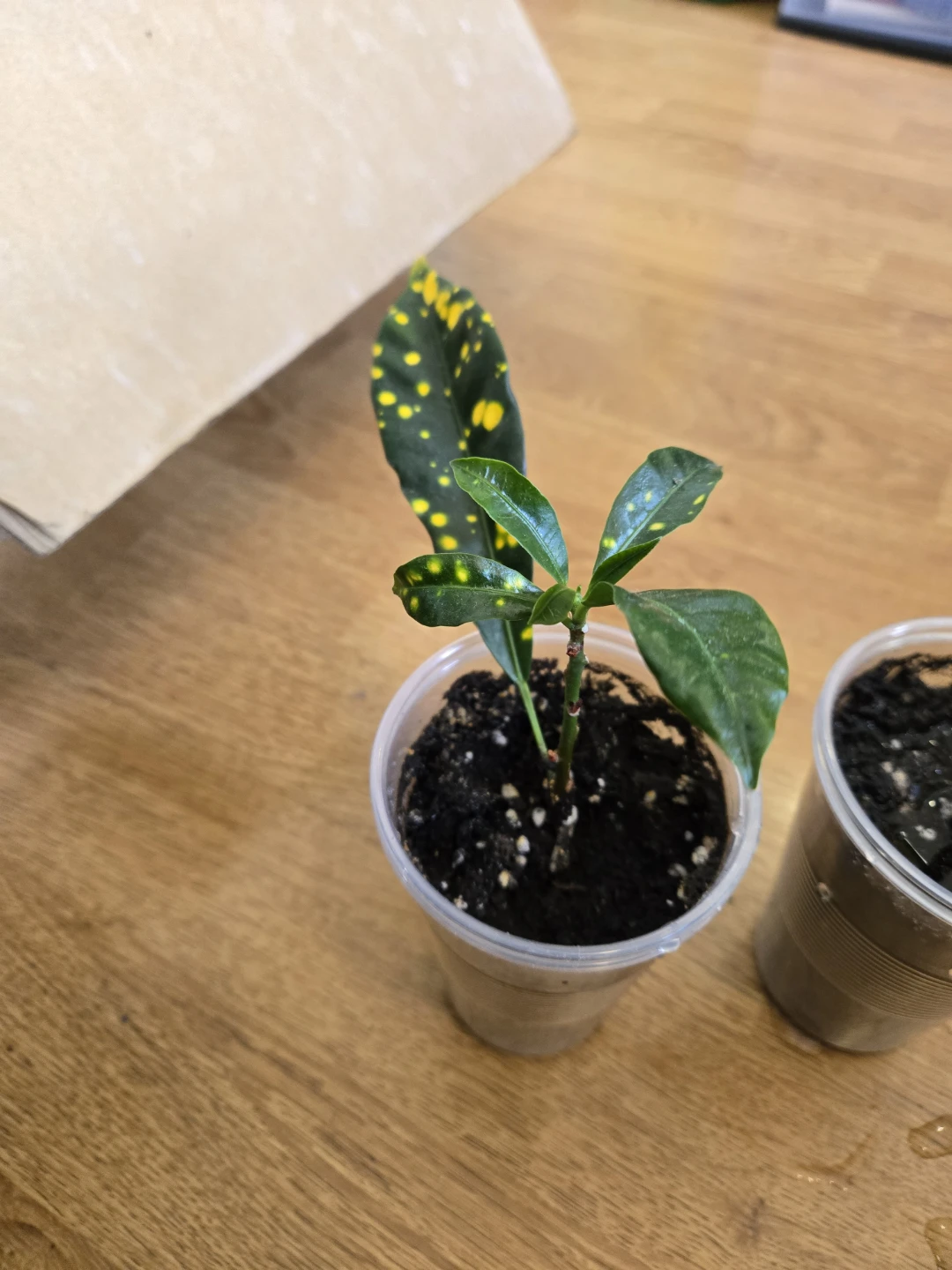 Croton Plants (Set of 2) ✨️🪴FREE - photo 2