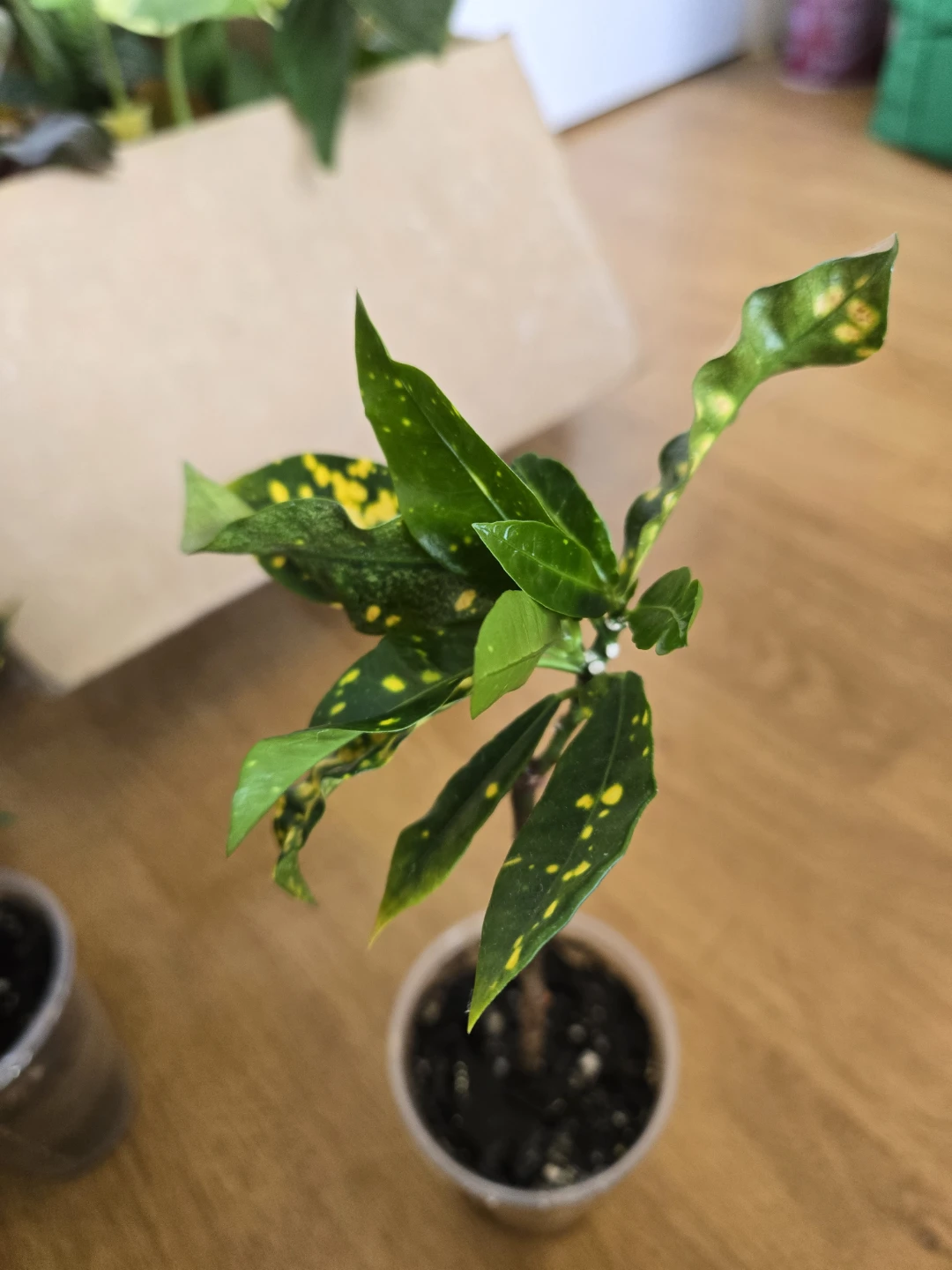 Croton Plants (Set of 2) ✨️🪴FREE - photo 3