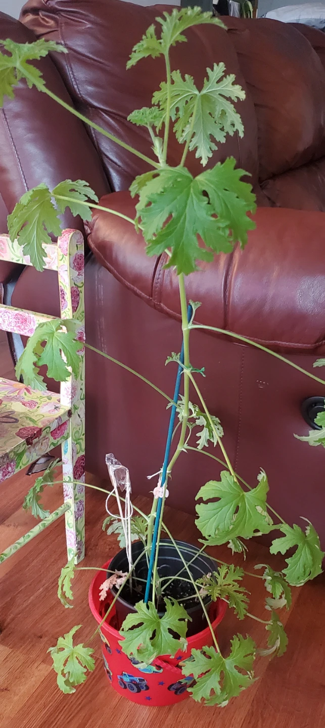 Citronella Plant - photo 3