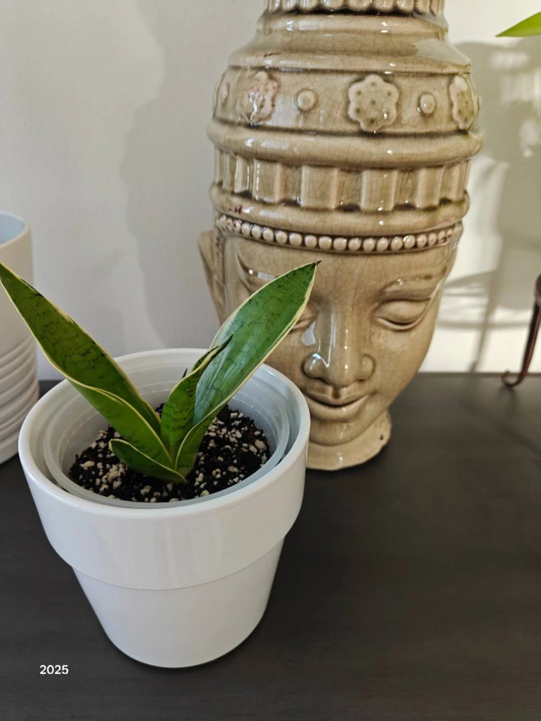 Snake Plant in White Pot