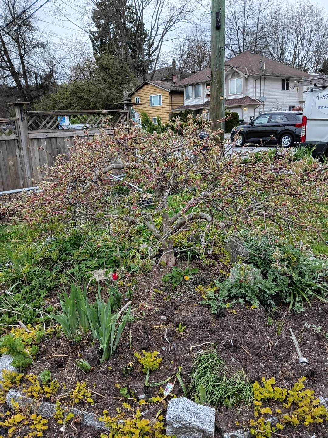 Weeping Japanese Maple Tree