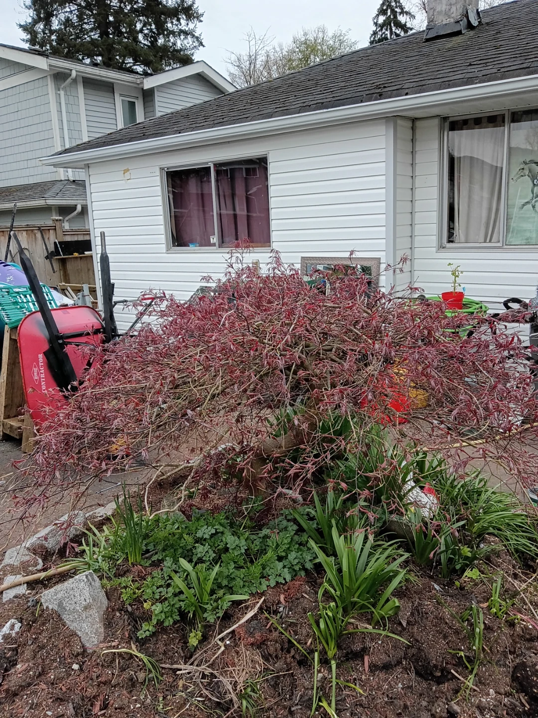 Weeping Japanese Maple Tree - photo 2