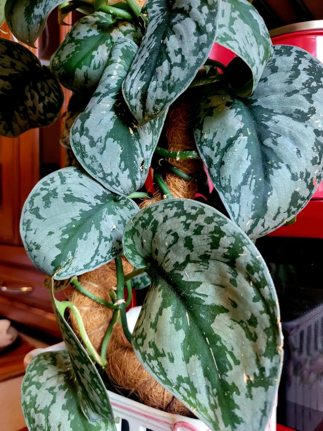 Scindapsus Pictus Argyraeus Plant - photo 4