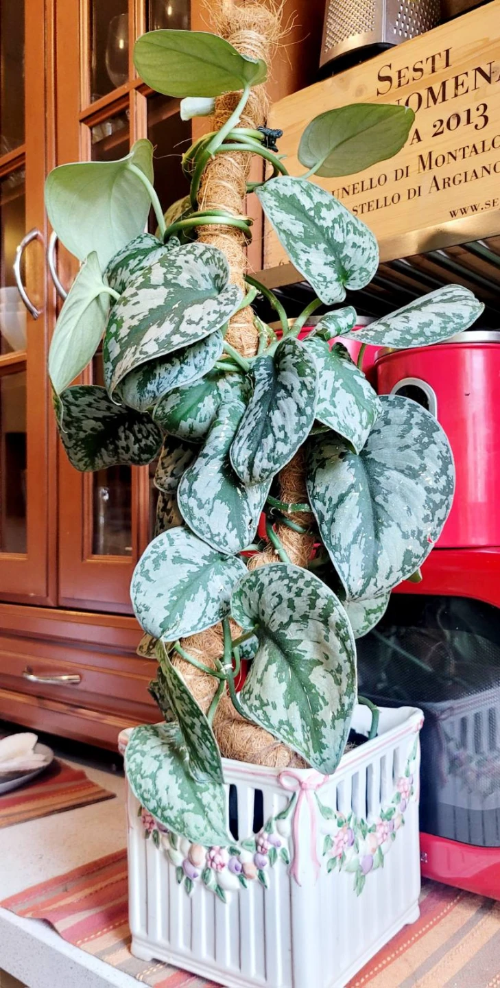 Scindapsus Pictus Argyraeus Plant
