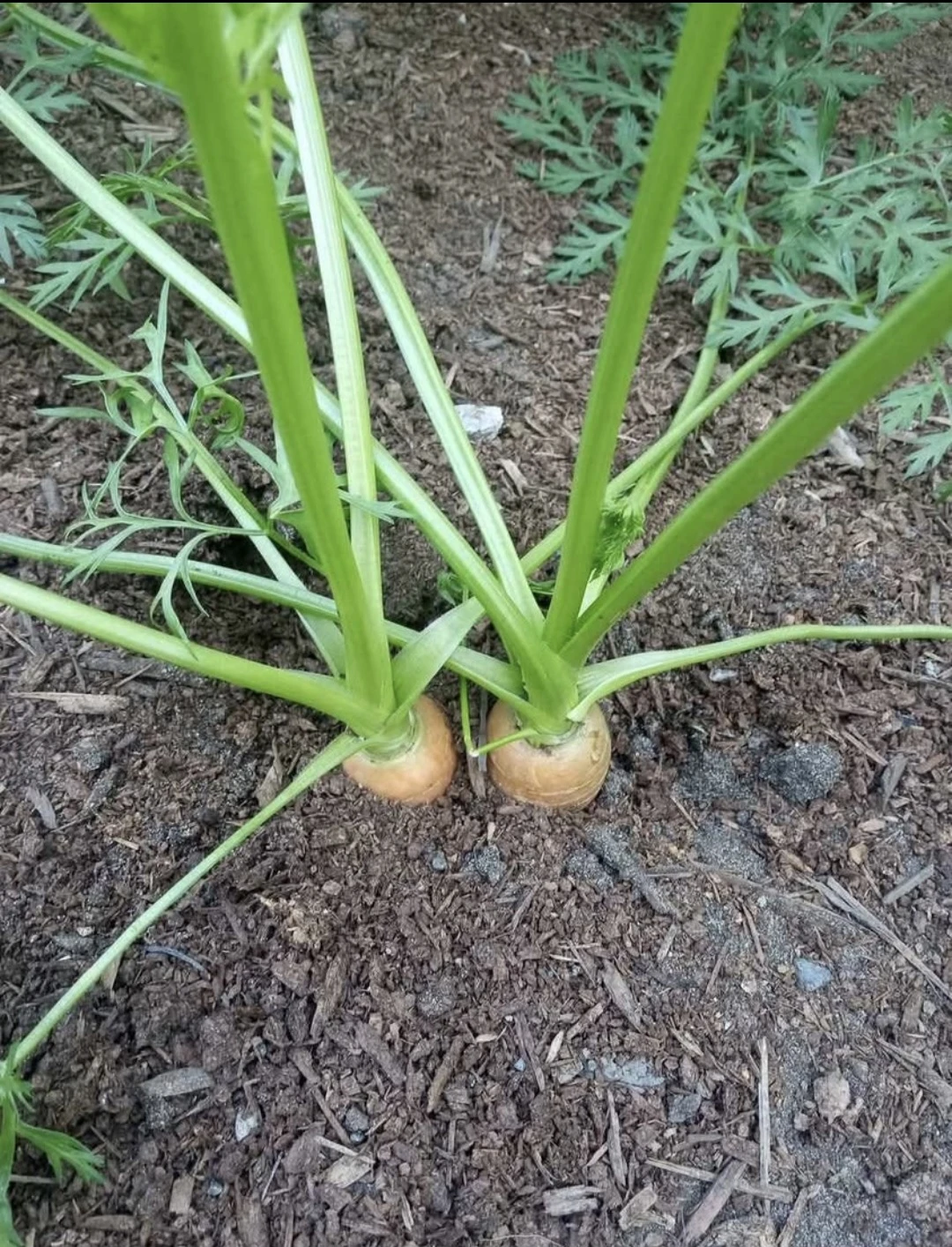 Cow manure, horse manure ,chicken manure , mushroom manure - photo 3
