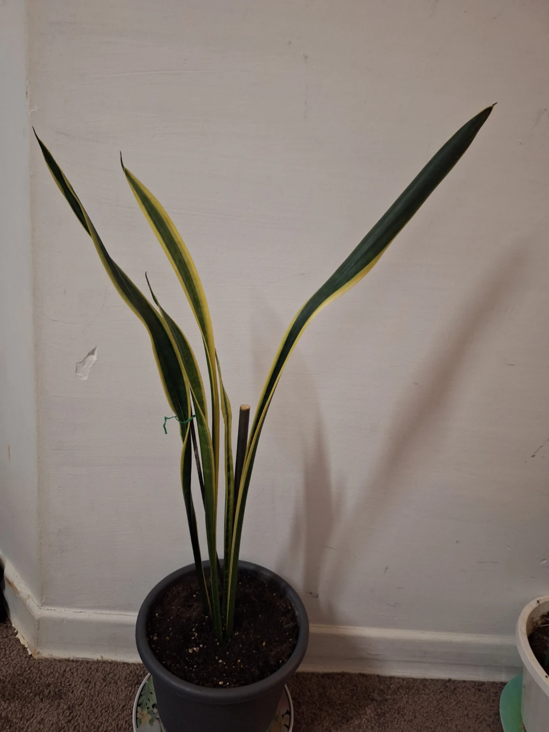 31" tall Sansevieria Trifasciata 'Laurentii' Snake Plant