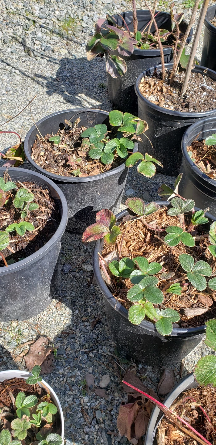 Strawberry Plants in Pots