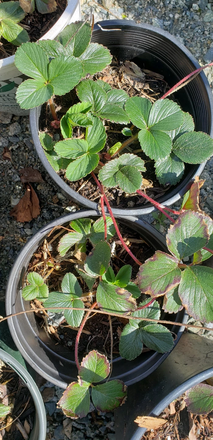 Strawberry Plants in Pots - photo 2