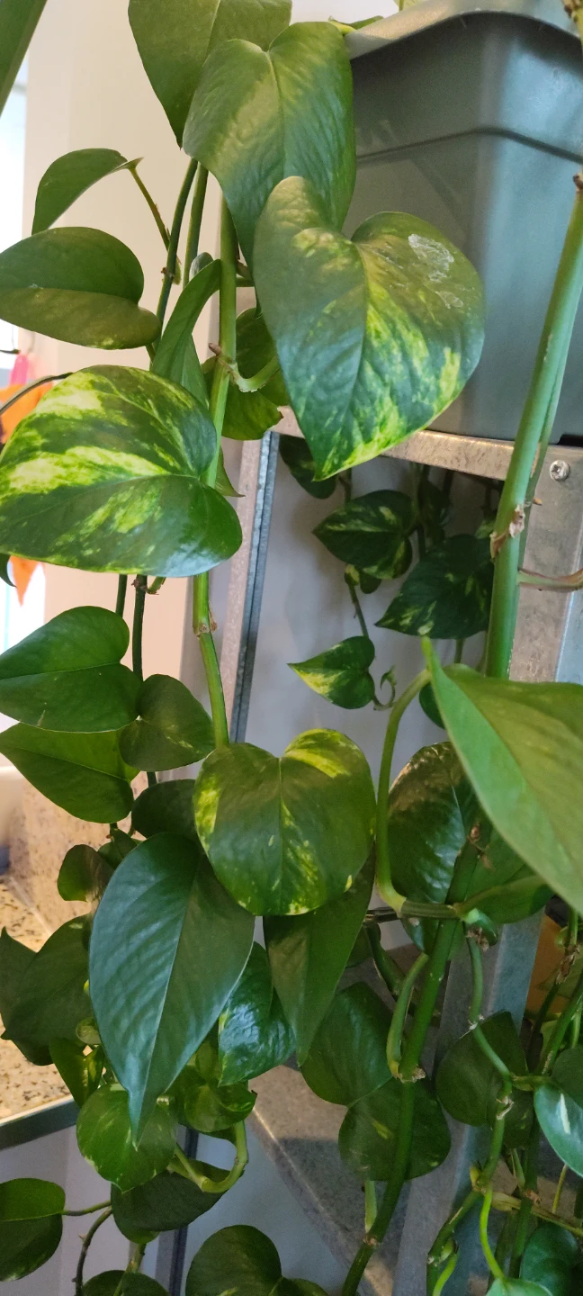 Healthy Green Pothos Plant (1.6m in length) - photo 2