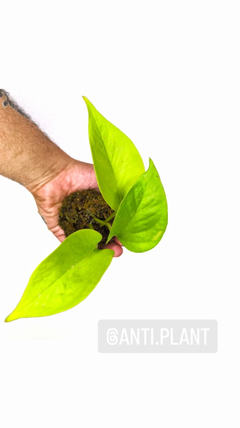 Lemon Pothos Kokedama Plant