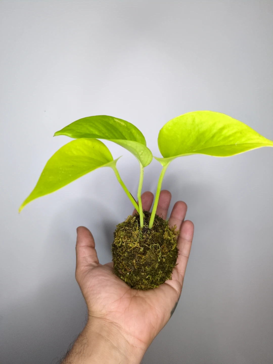 Lemon Pothos Kokedama Plant - photo 3