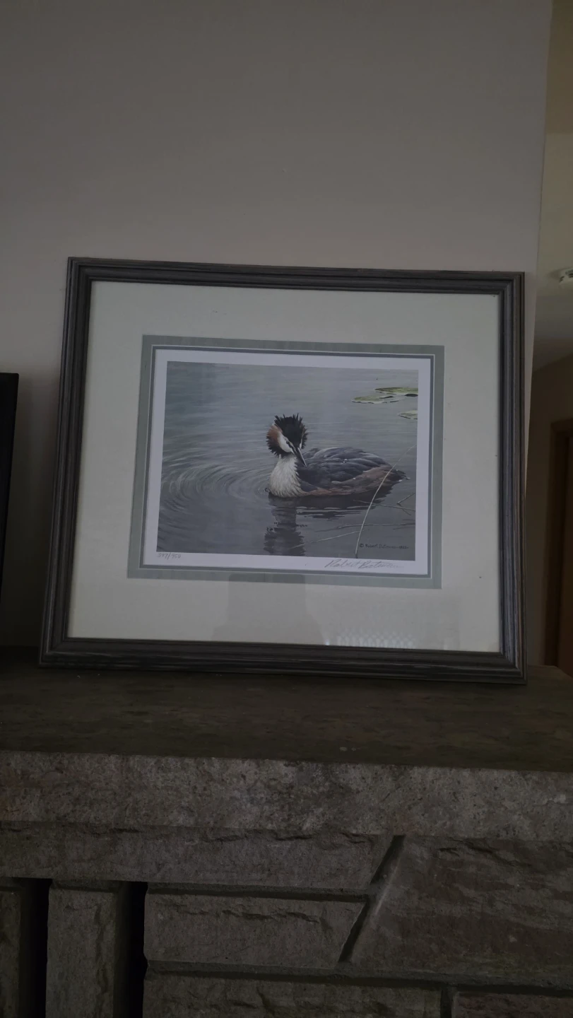 Robert Bateman "Great Crested Grebe" Art Print 1983