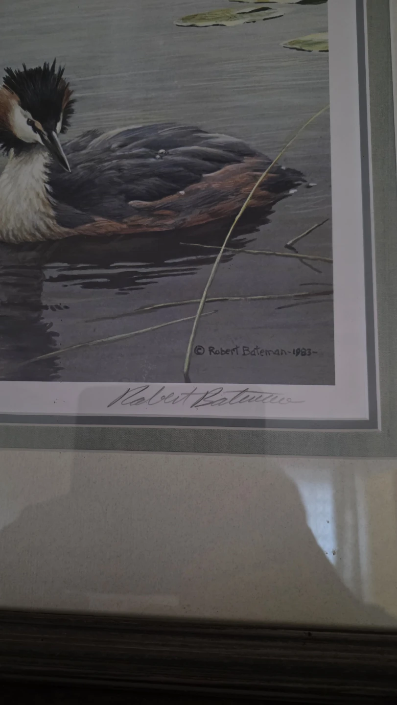 Robert Bateman "Great Crested Grebe" Art Print 1983 - photo 2