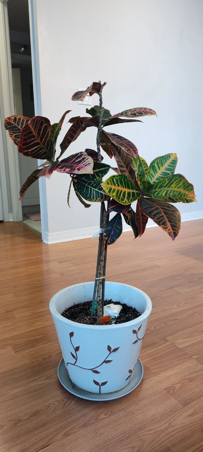 Large Croton Plant in White Decorative Pot (85 cm in height) - photo 3