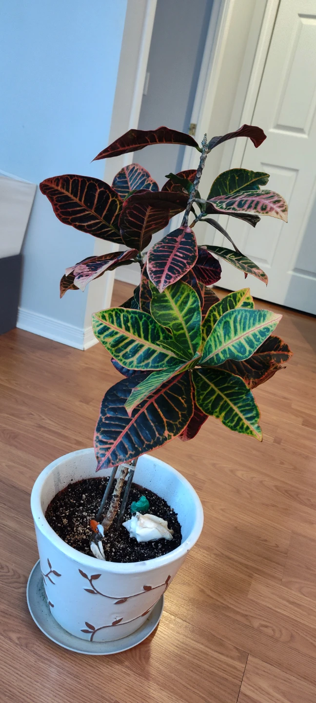 Large Croton Plant in White Decorative Pot (85 cm in height)
