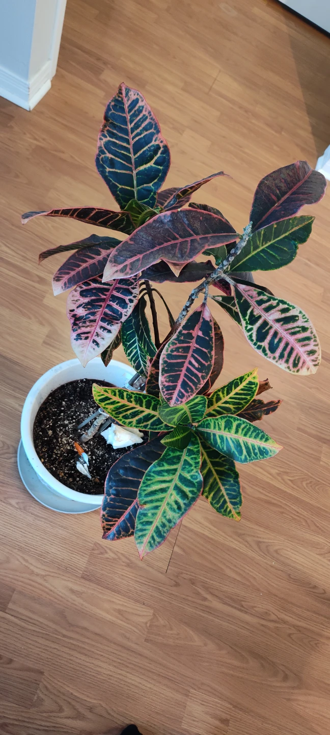 Large Croton Plant in White Decorative Pot (85 cm in height) - photo 2