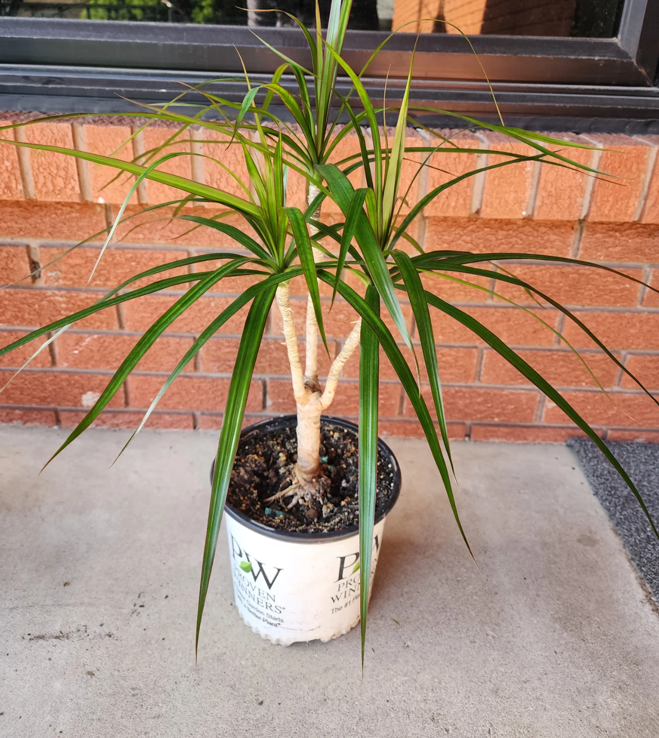 Dracaena plant in pot
