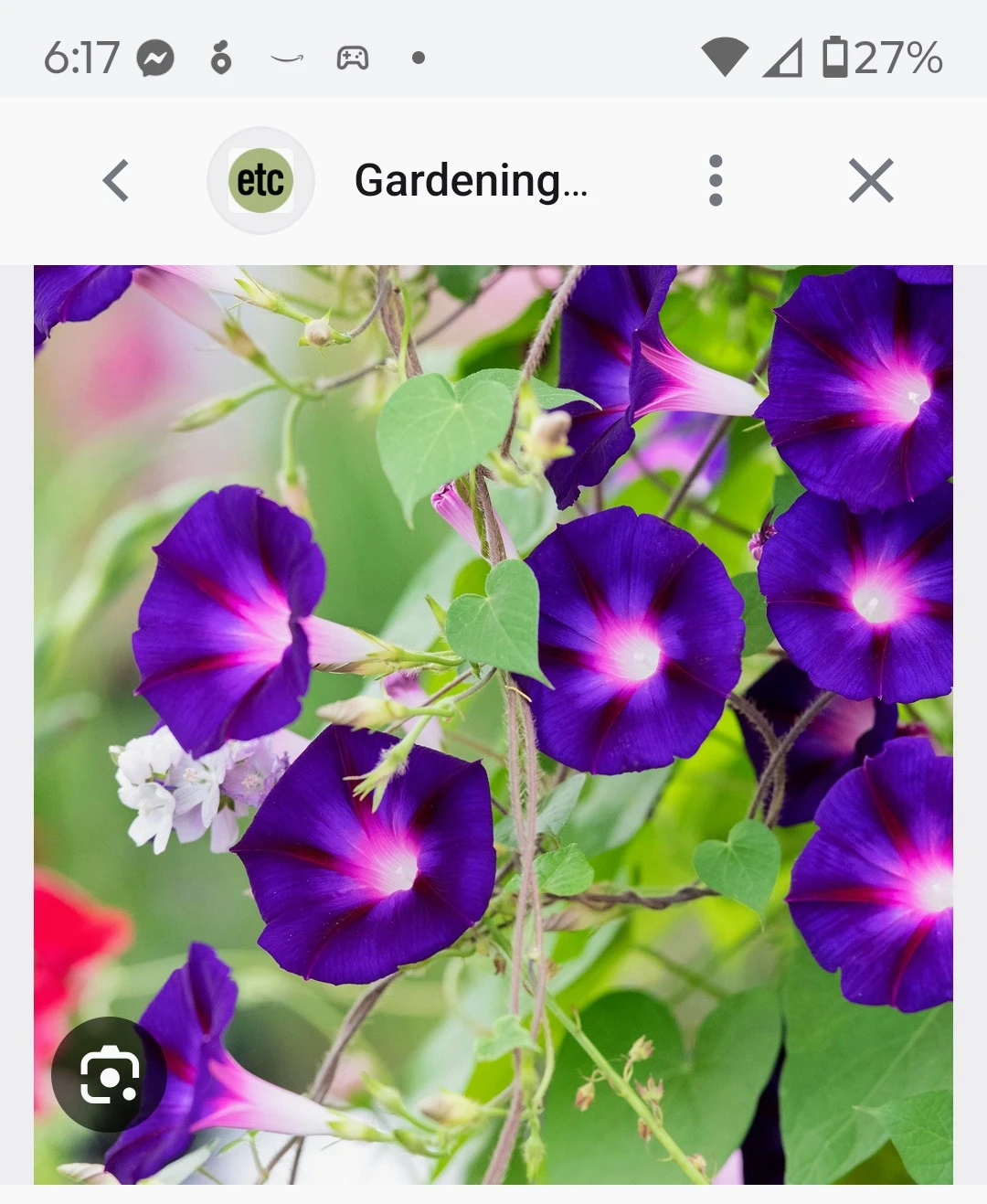 Morning Glory Seedlings - Assorted Colors - photo 2