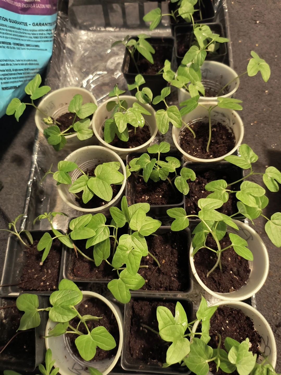 Morning Glory Seedlings - Assorted Colors - photo 3