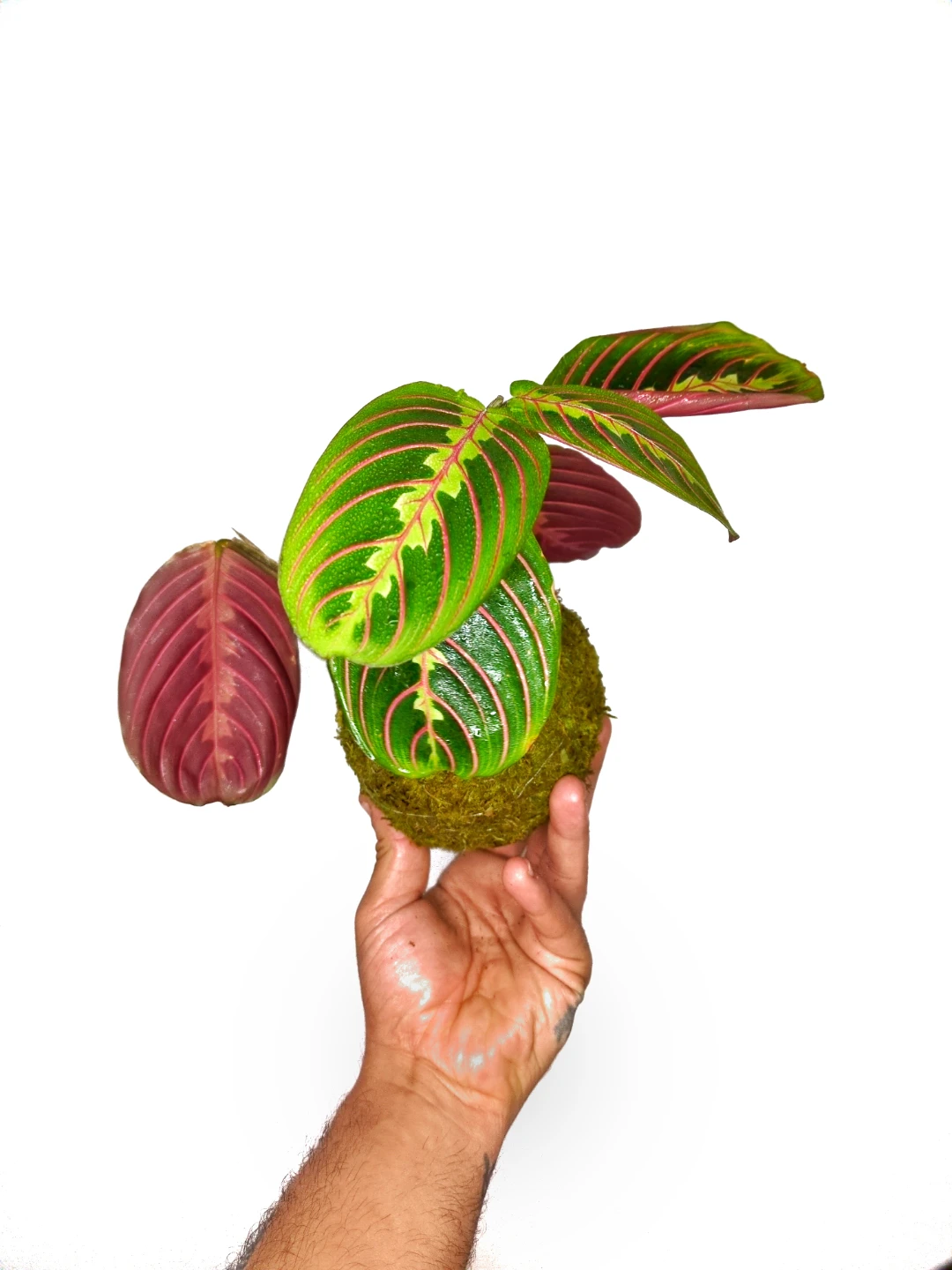 Maranta Prayer Plant Kokedama