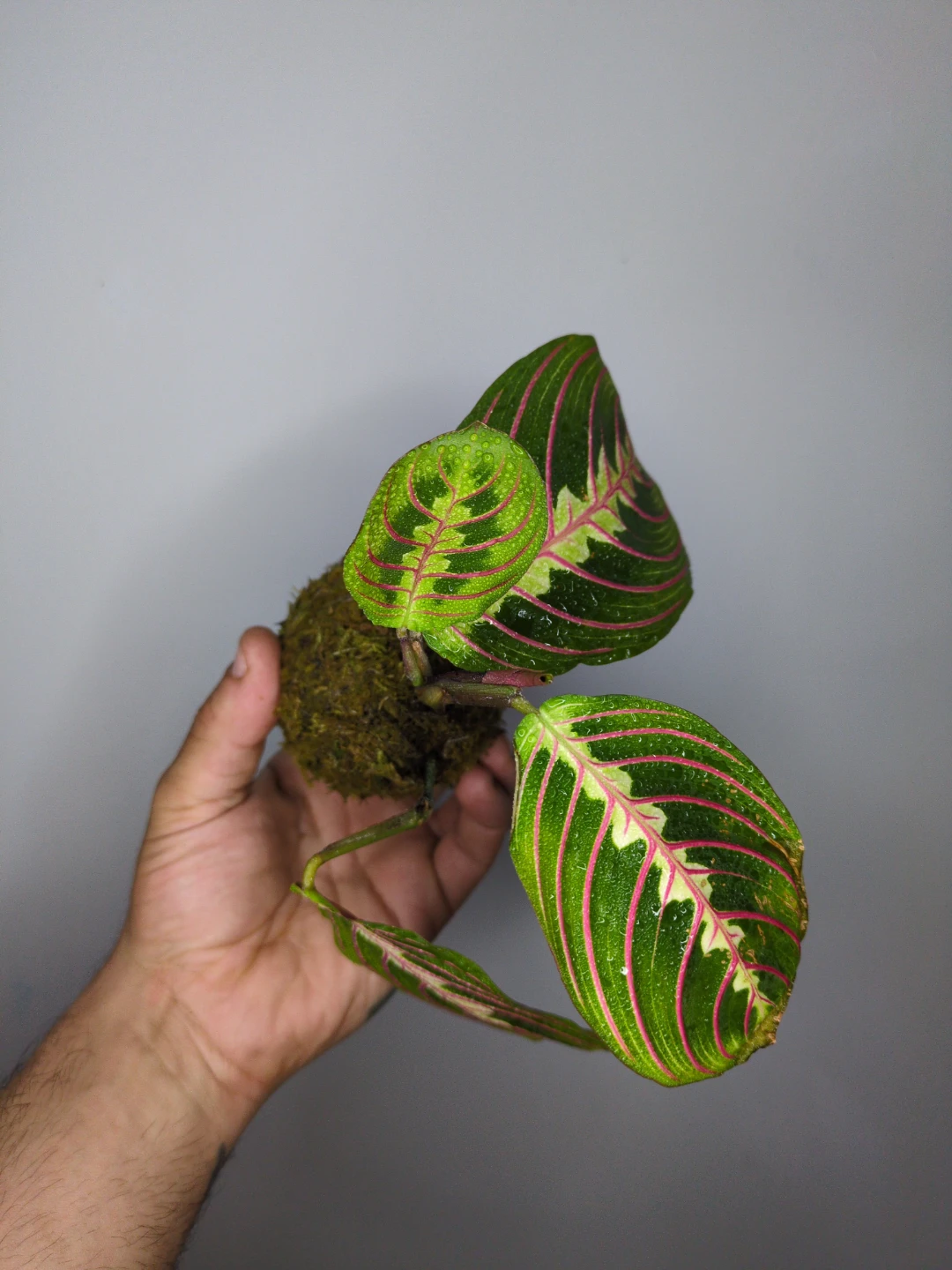 Maranta Prayer Plant Kokedama - photo 4