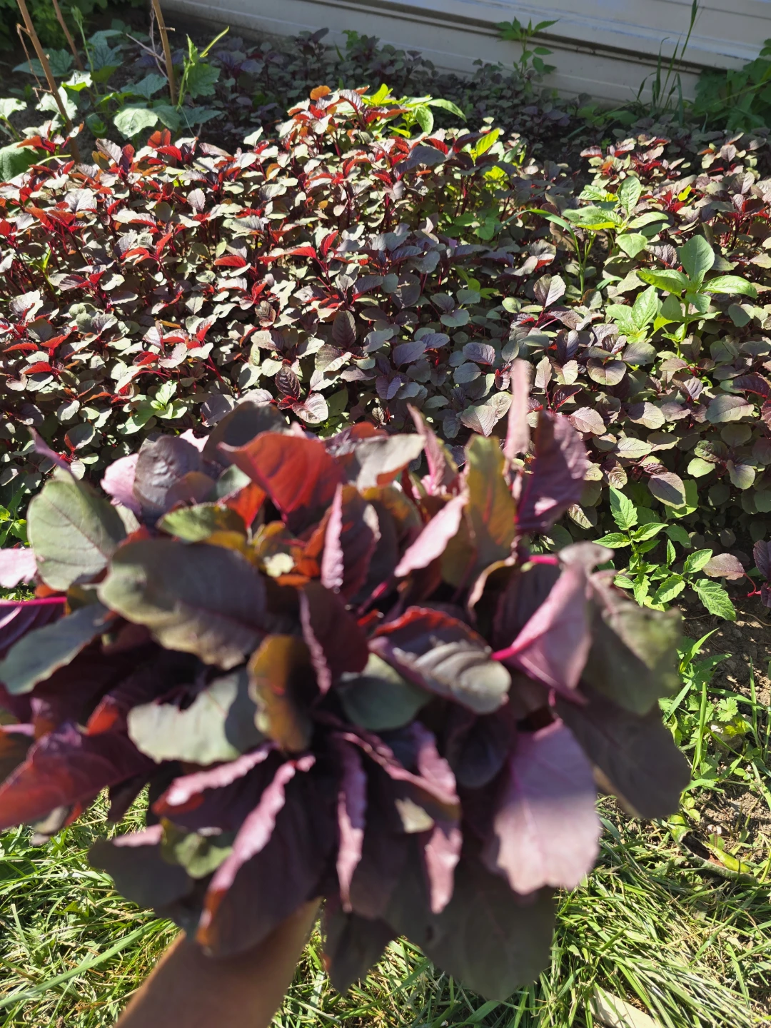 Red Amaranth