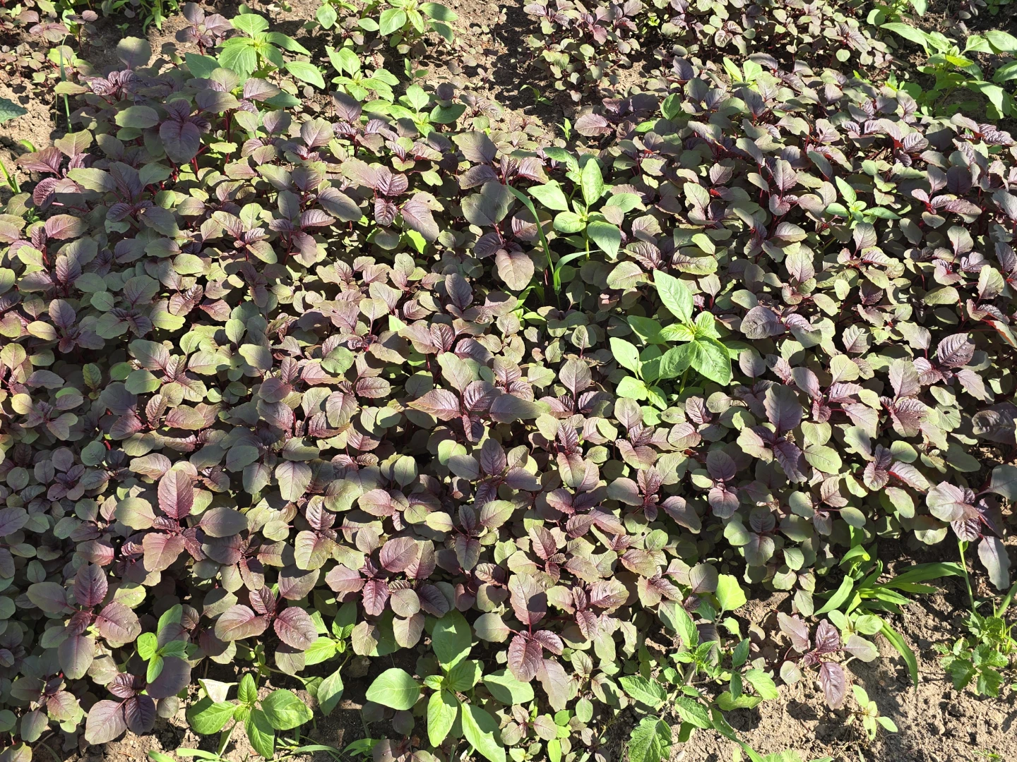 Red Amaranth - photo 2