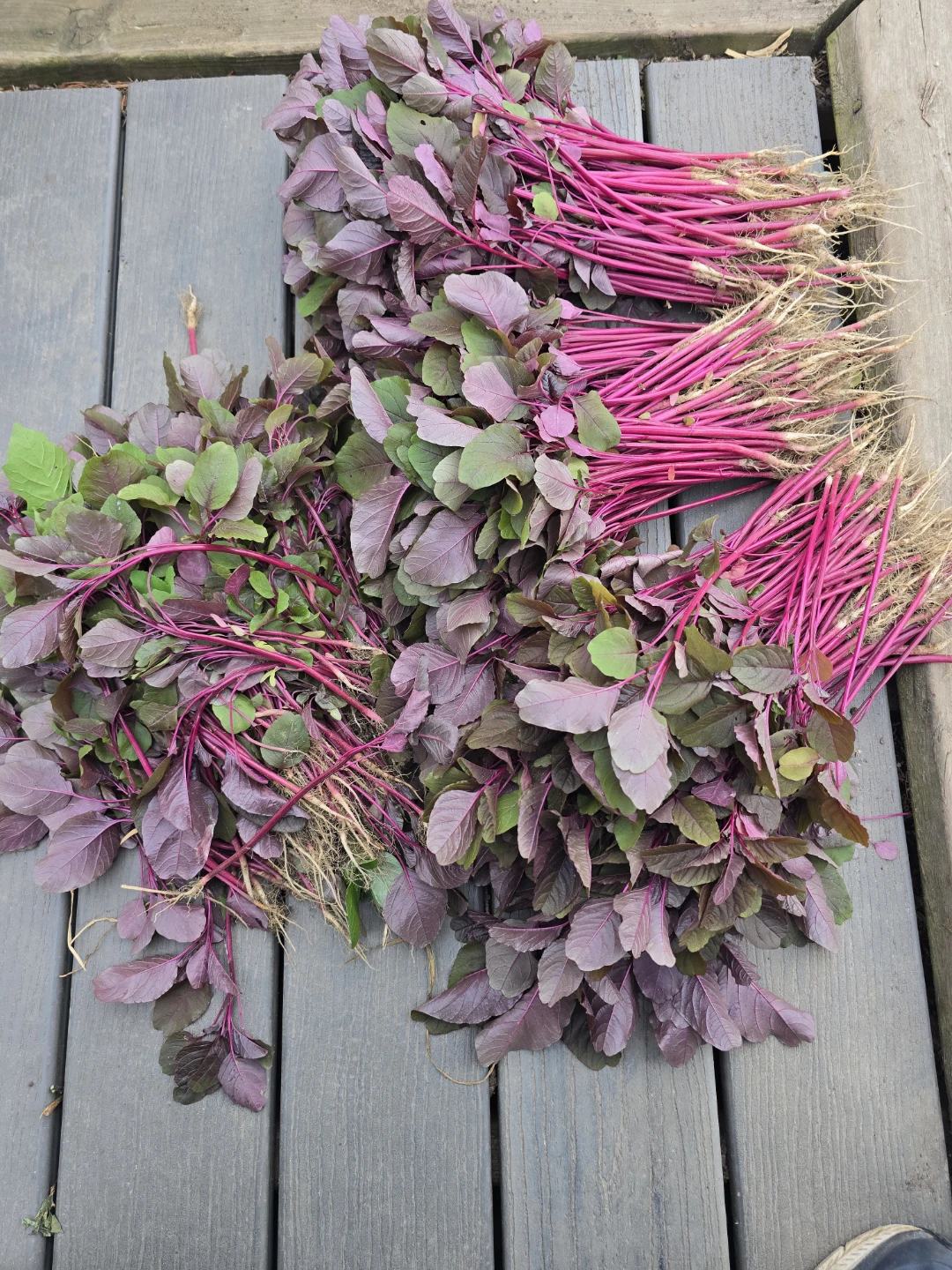 Red Amaranth - photo 3