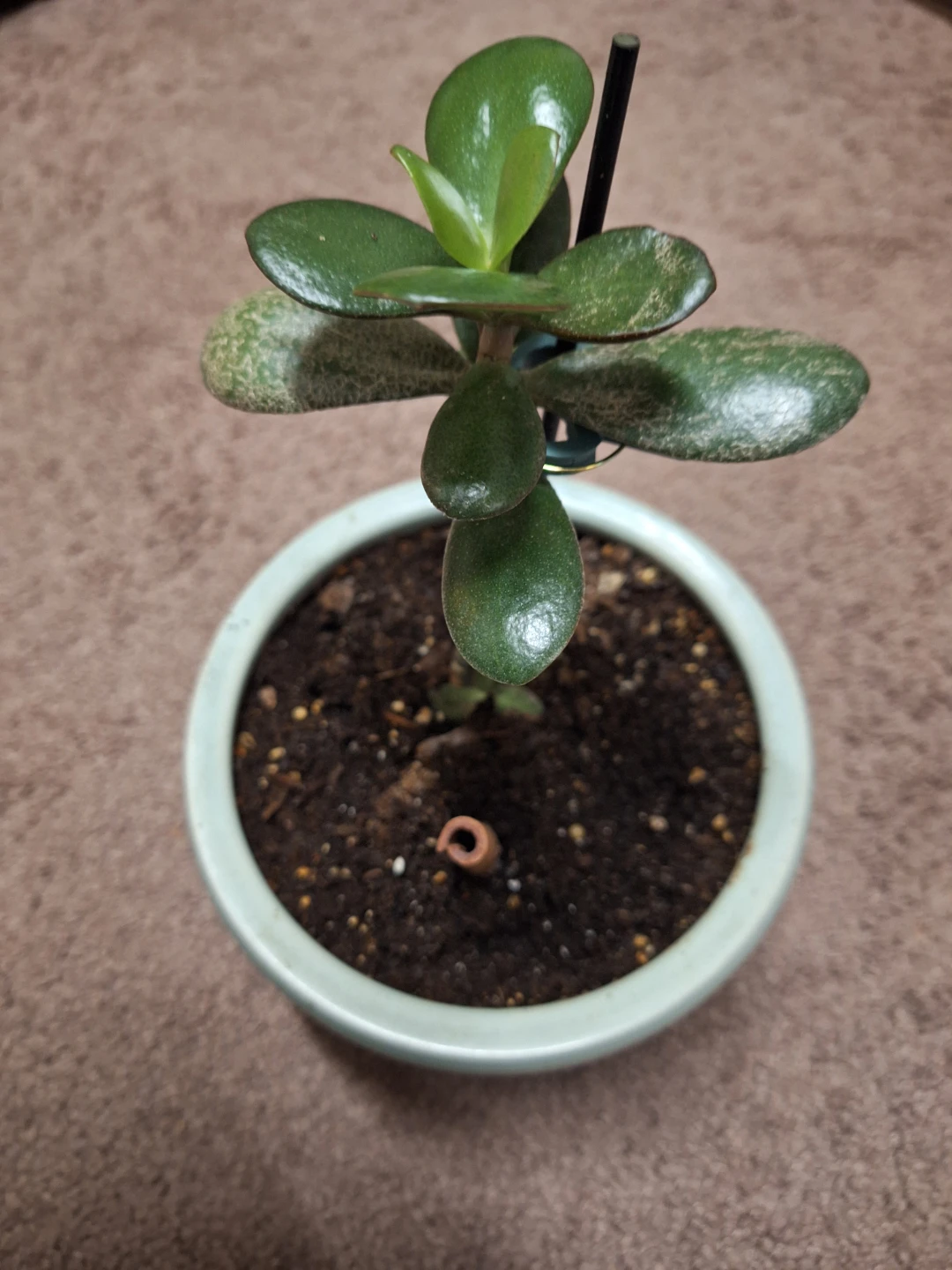 Jade Plant in ceramic Pot - photo 2