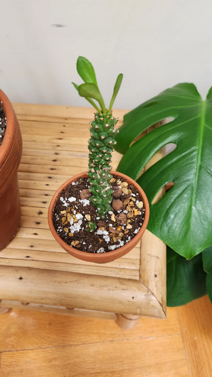 Potted Succulent Plant ●Monadenium guentheri● - photo 3