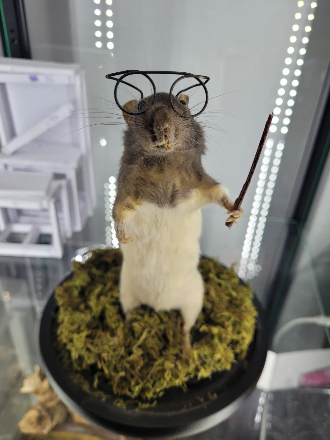 Taxidermy Hairy Potter Rat