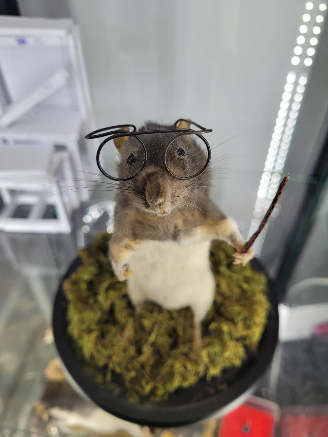 Taxidermy Hairy Potter Rat - photo 2