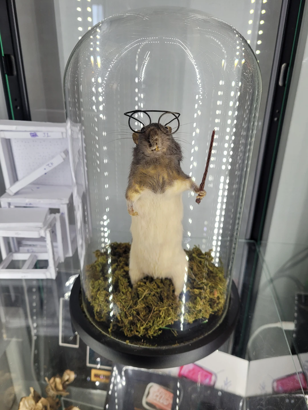 Taxidermy Hairy Potter Rat - photo 3