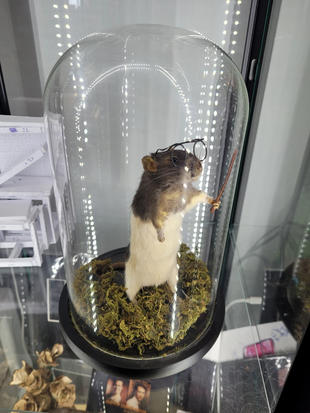 Taxidermy Hairy Potter Rat - photo 4